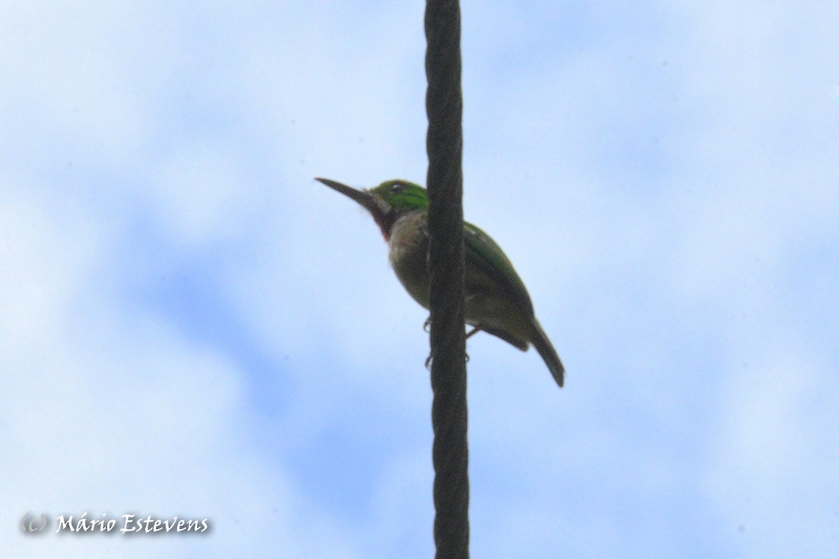 Broad-billed Tody - ML608643400