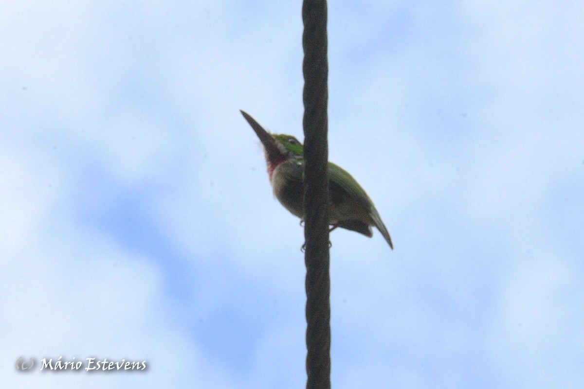 Broad-billed Tody - ML608643401