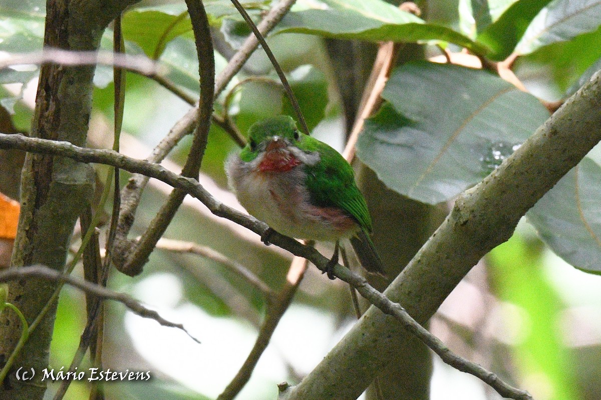 Broad-billed Tody - ML608643402