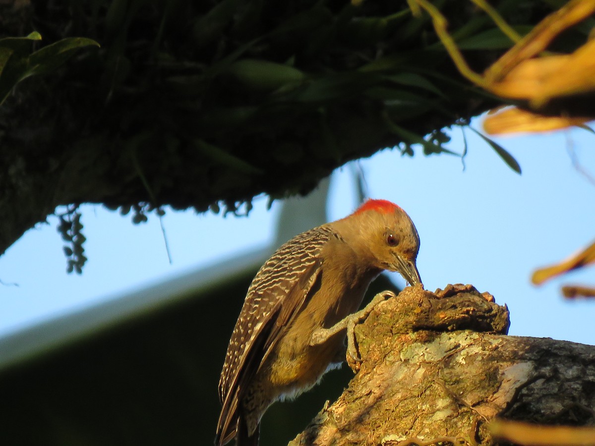 Golden-fronted Woodpecker - ML608643436