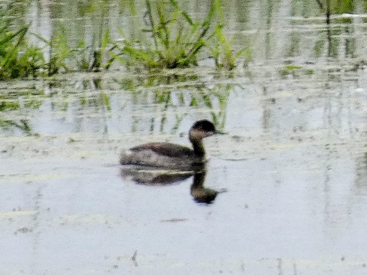 Eared Grebe - ML608643450