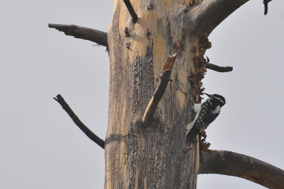 Hairy Woodpecker - ML608643474