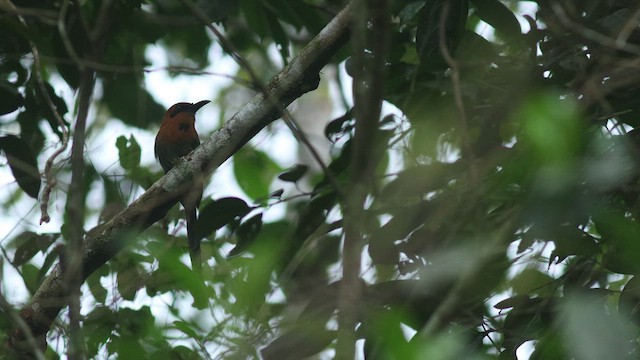 Broad-billed Motmot - ML608643514