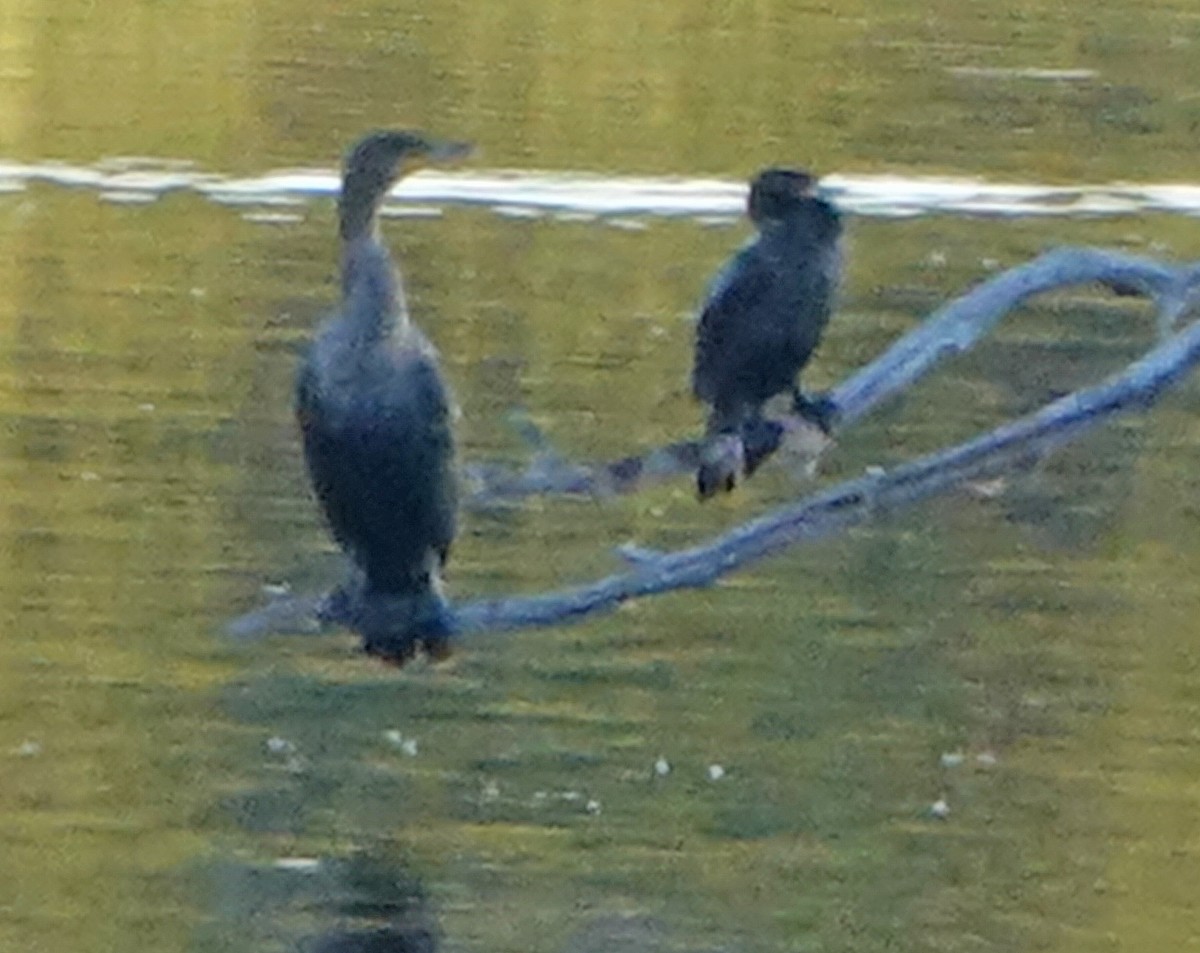 Double-crested Cormorant - ML608643518