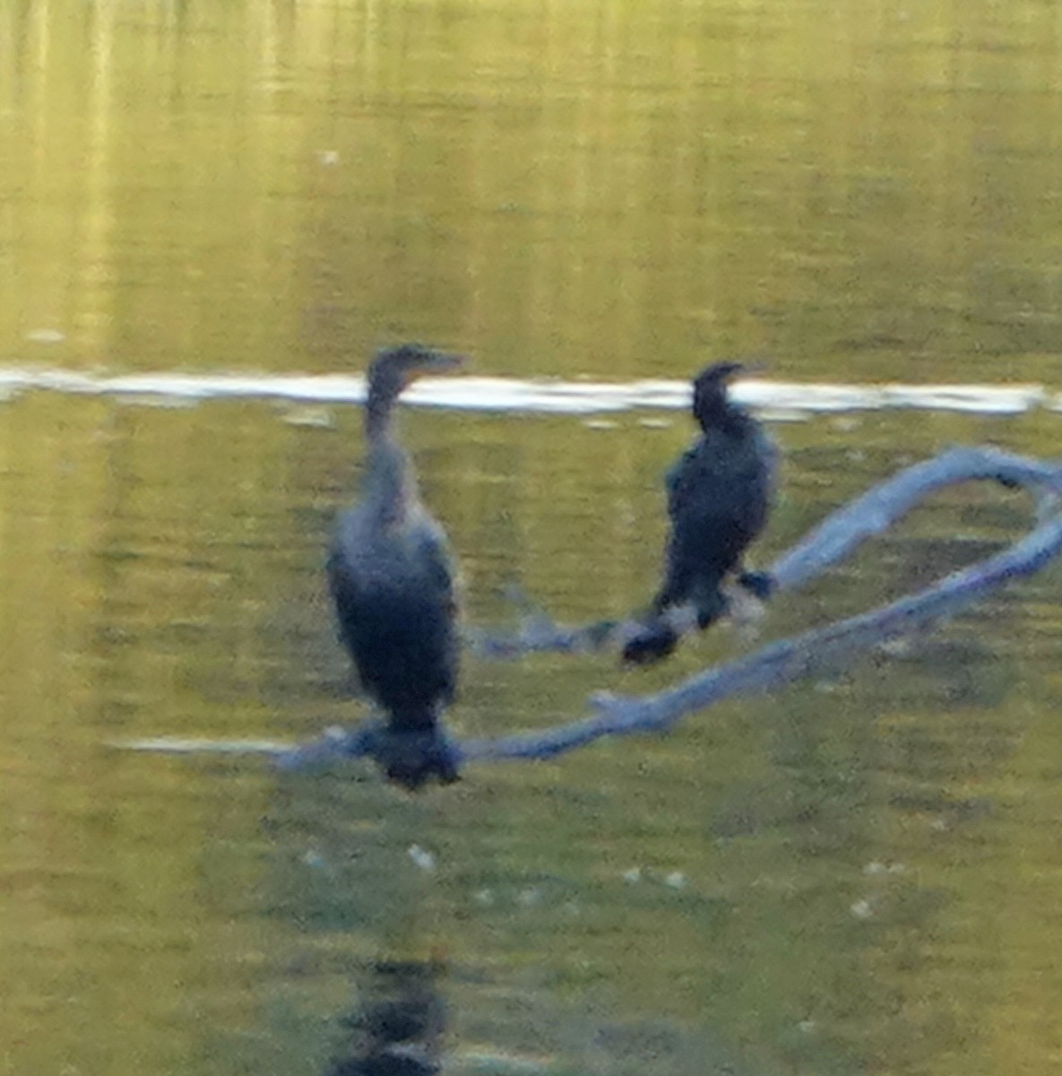 Double-crested Cormorant - ML608643519