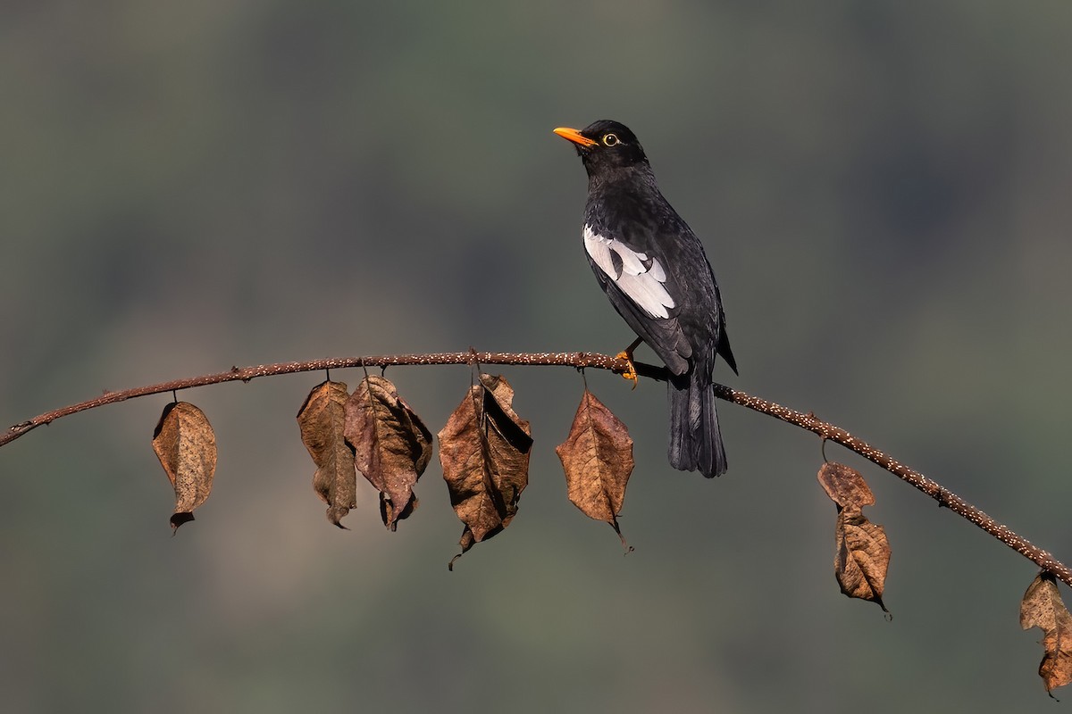 Gray-winged Blackbird - ML608643536