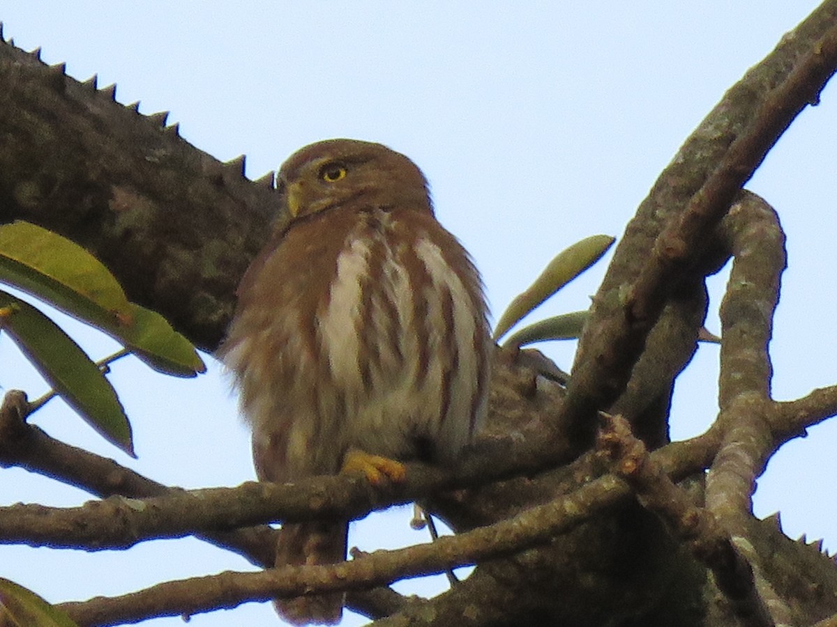 Ferruginous Pygmy-Owl - ML608643639