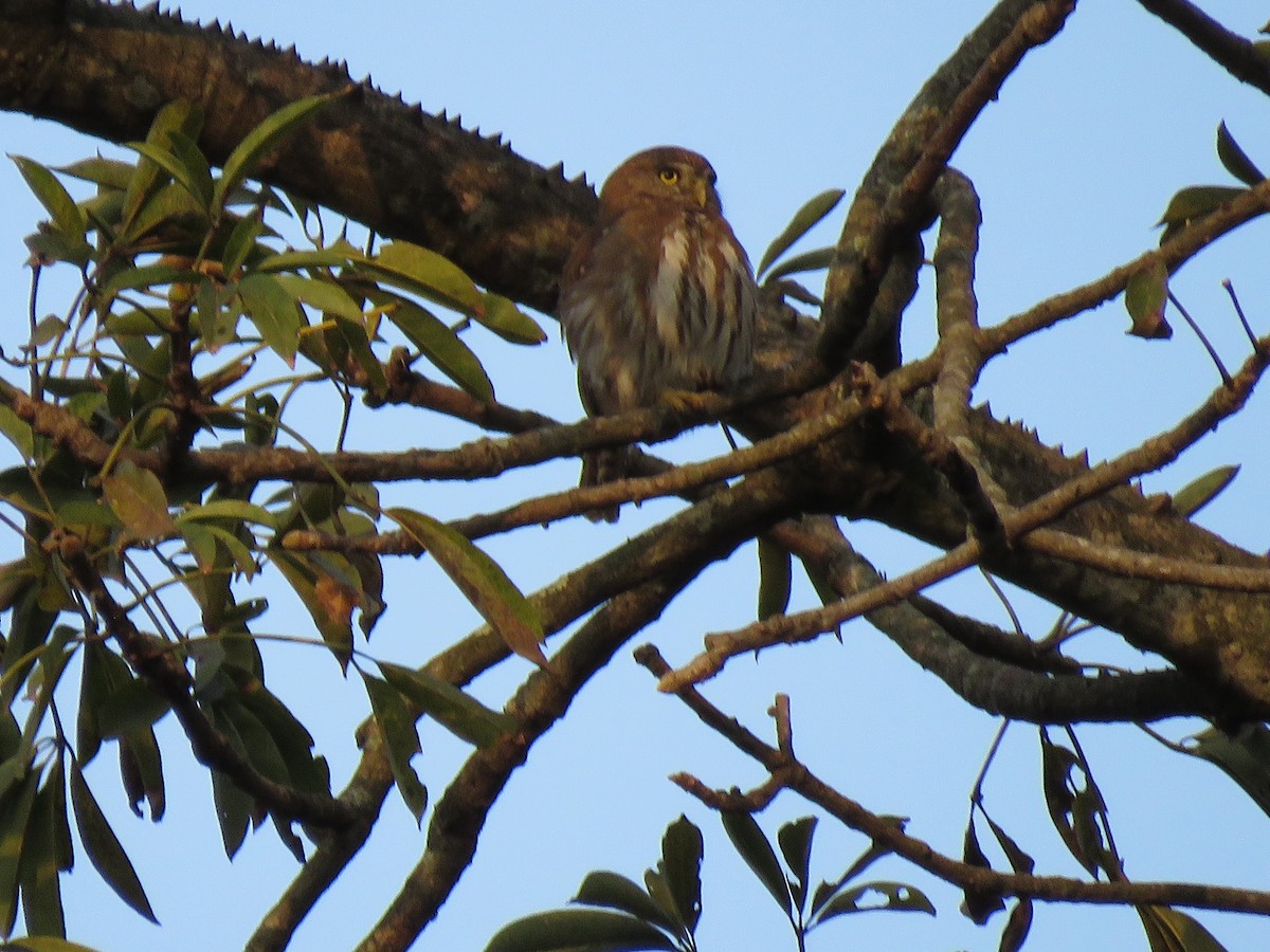 Ferruginous Pygmy-Owl - ML608643641