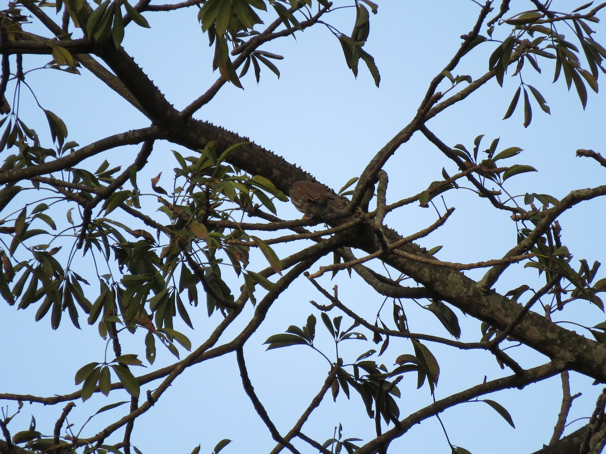 Ferruginous Pygmy-Owl - ML608643642