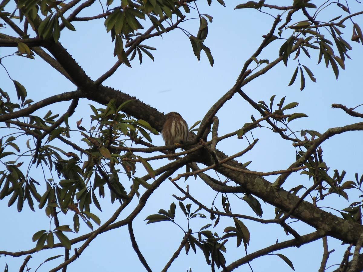 Ferruginous Pygmy-Owl - ML608643643