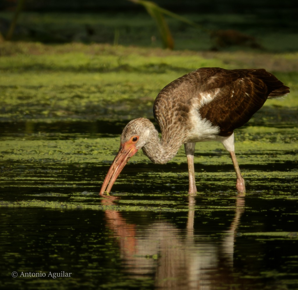 White Ibis - ML608643651