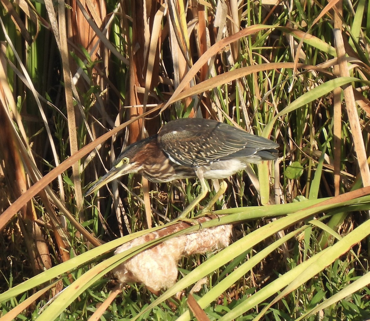 Green Heron - ML608643663