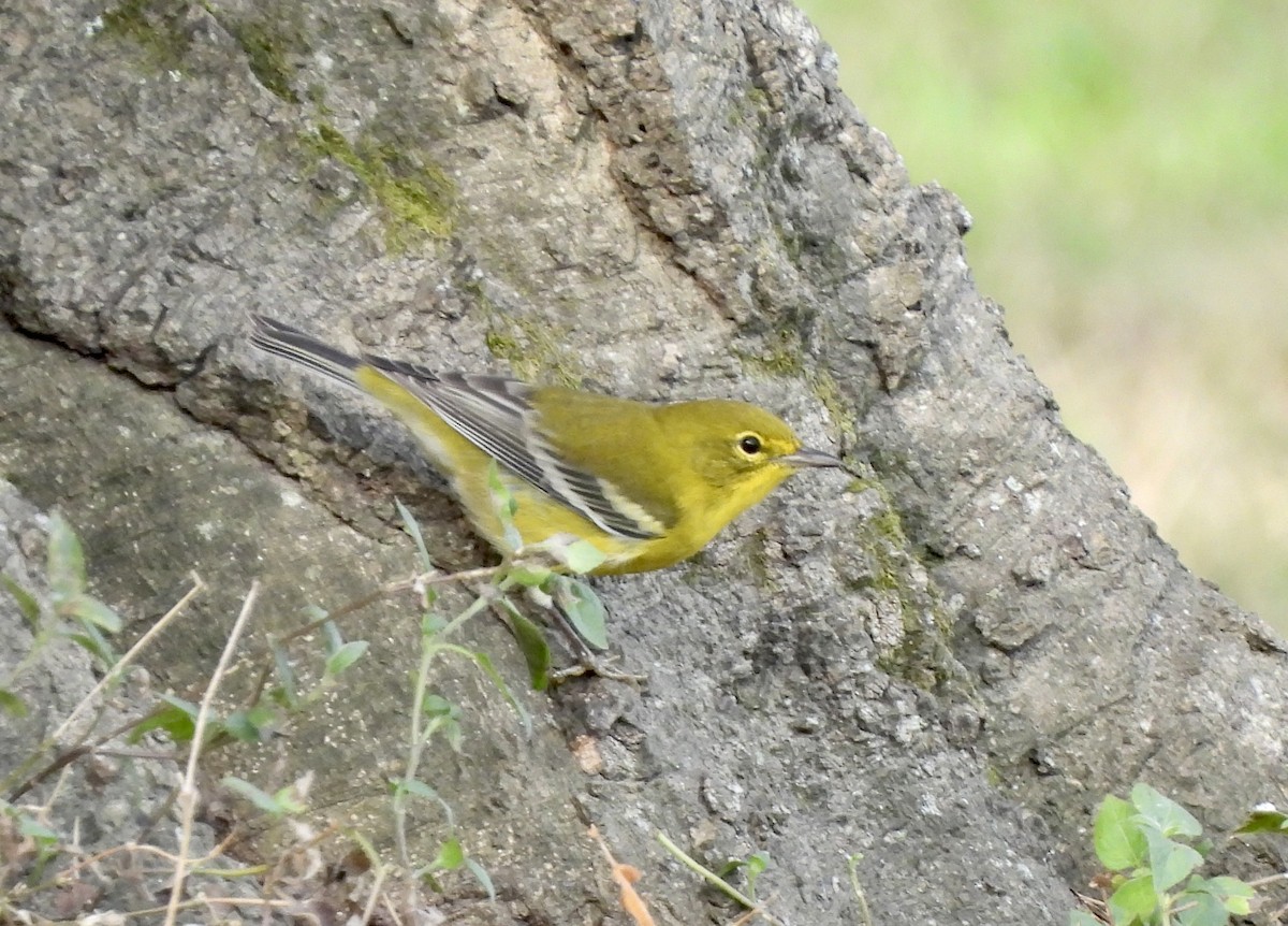 Pine Warbler - ML608643718