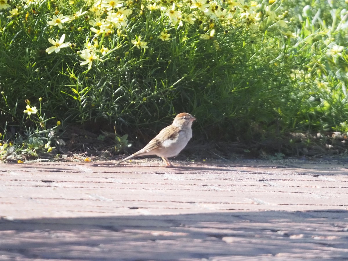 Chipping Sparrow - ML608643721