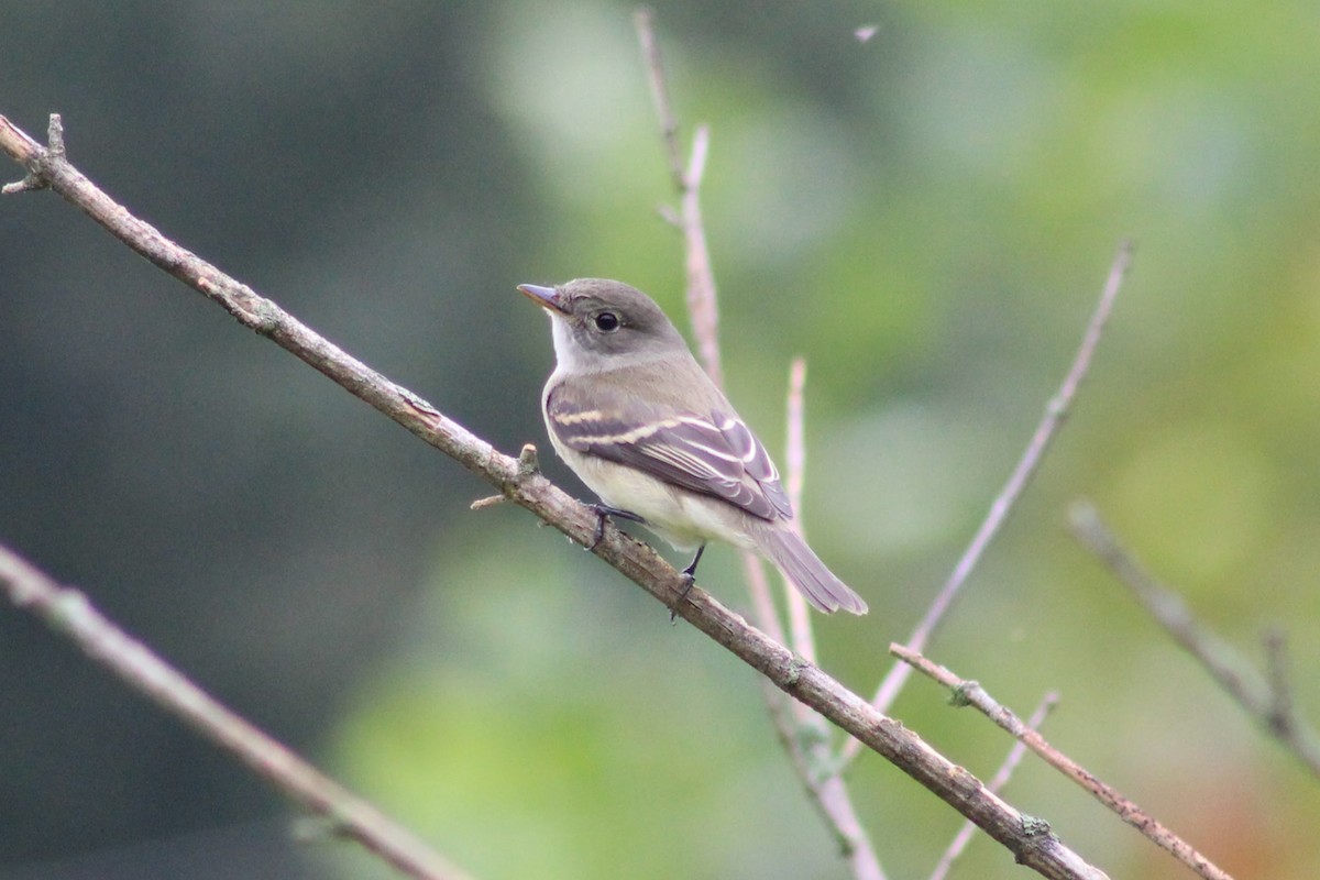 Alder/Willow Flycatcher (Traill's Flycatcher) - ML608643728