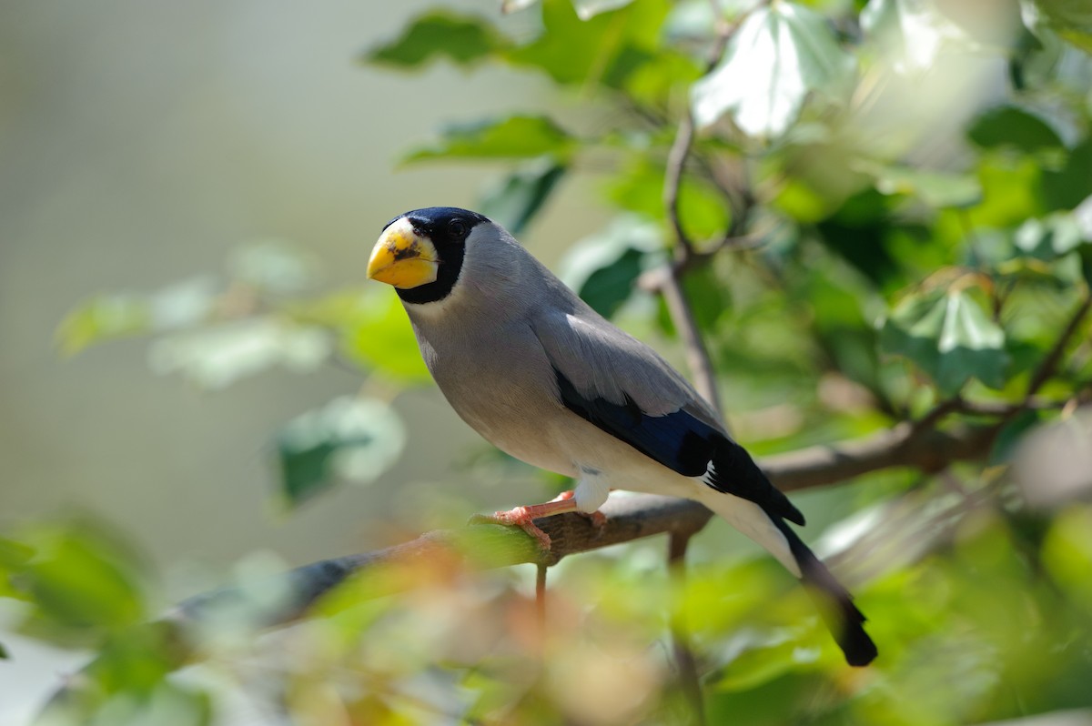 Japanese Grosbeak - jimmy Yao