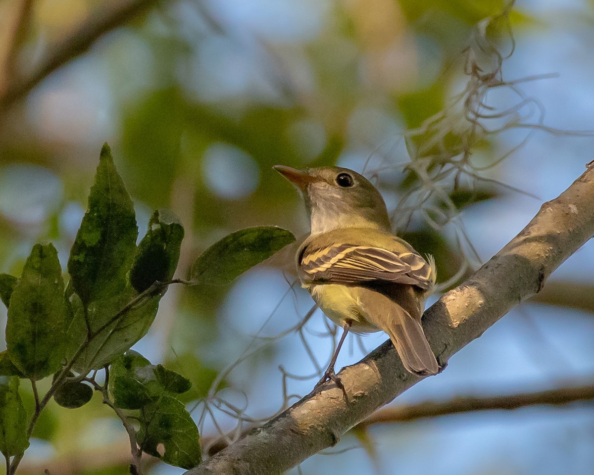 ミドリメジロハエトリ - ML608643835