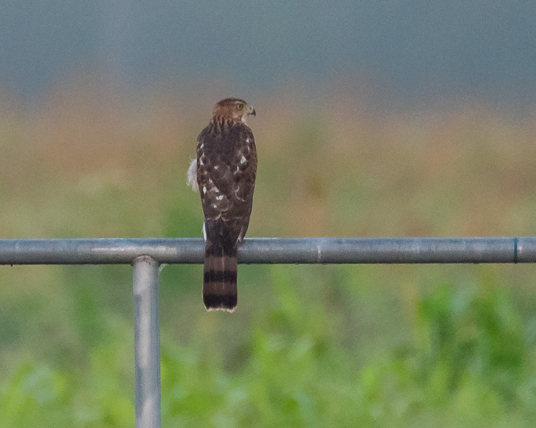 クーパーハイタカ - ML608643875