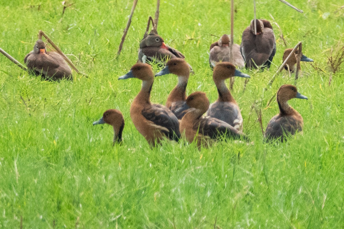 Fulvous Whistling-Duck - ML608644025