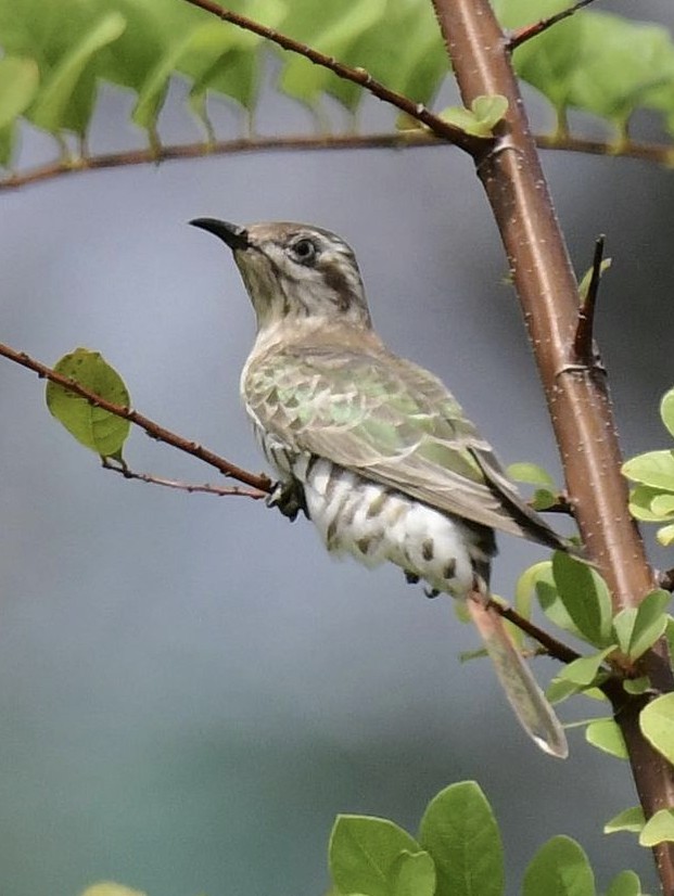 Horsfield's Bronze-Cuckoo - ML608644052