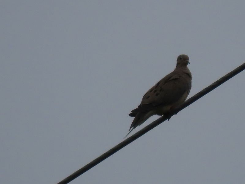 Mourning Dove - Tracy The Birder