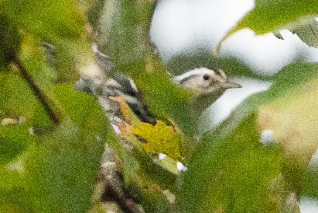 Black-and-white Warbler - ML608644080