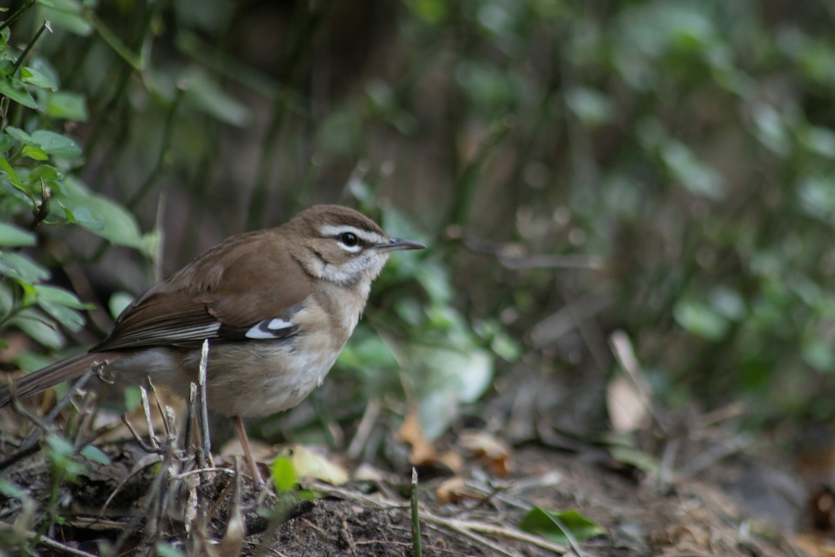 Brown Scrub-Robin - ML608644122