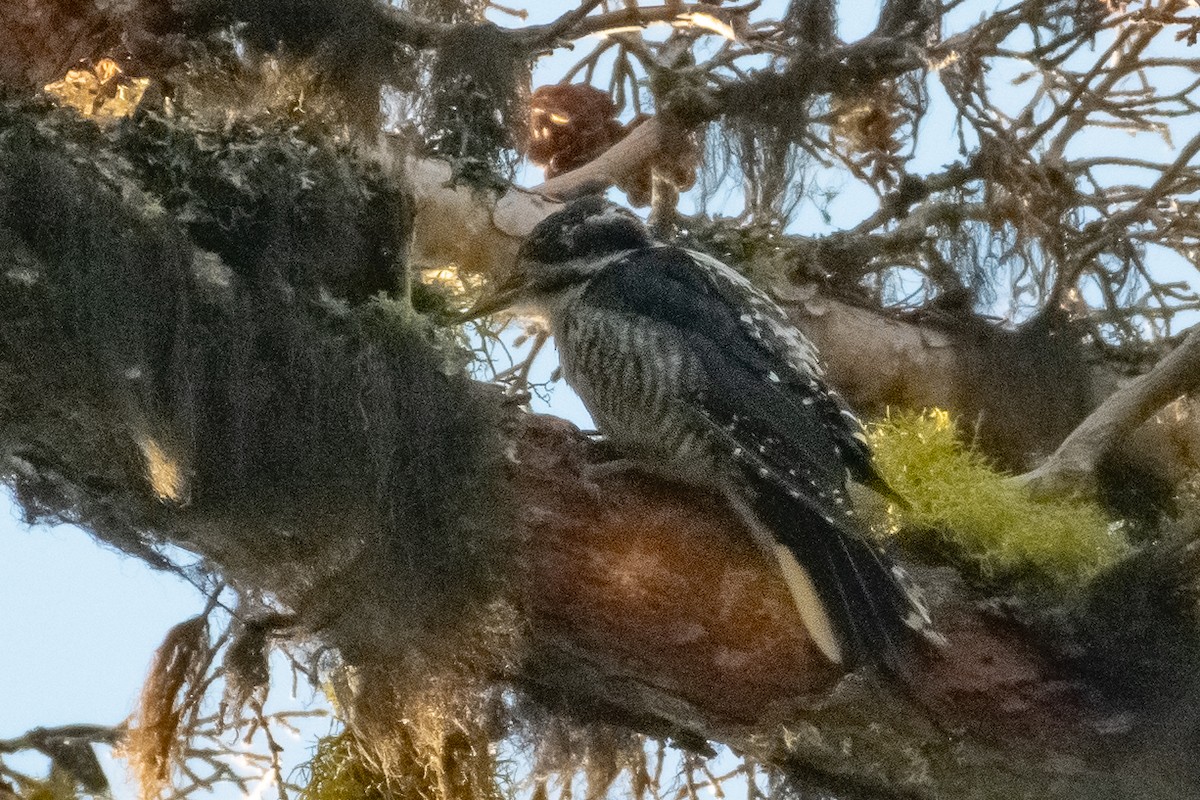 American Three-toed Woodpecker - ML608644242