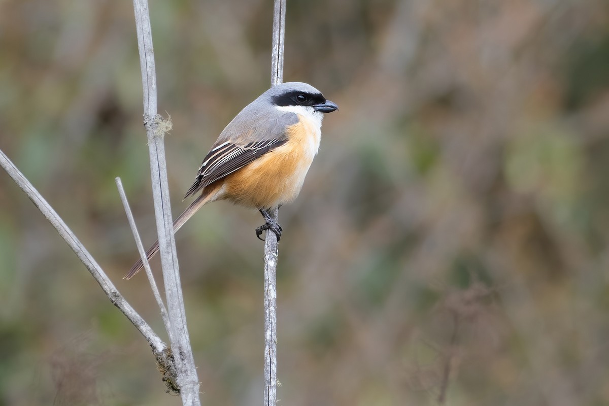 Gray-backed Shrike - ML608644504