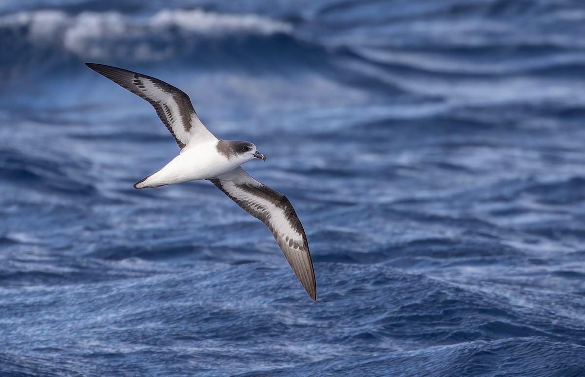 Bermuda Petrel - ML608644765