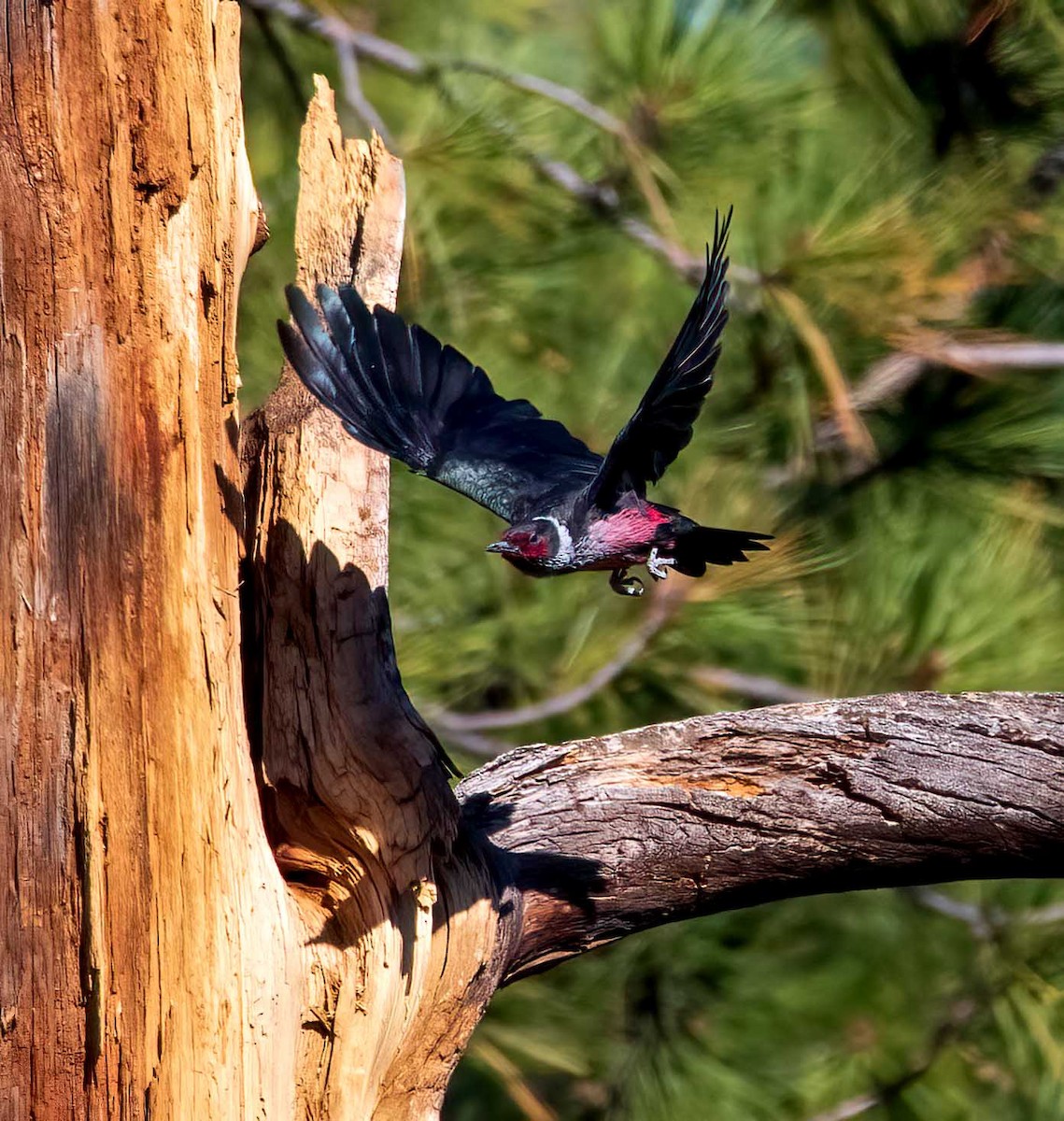 Lewis's Woodpecker - ML608644798