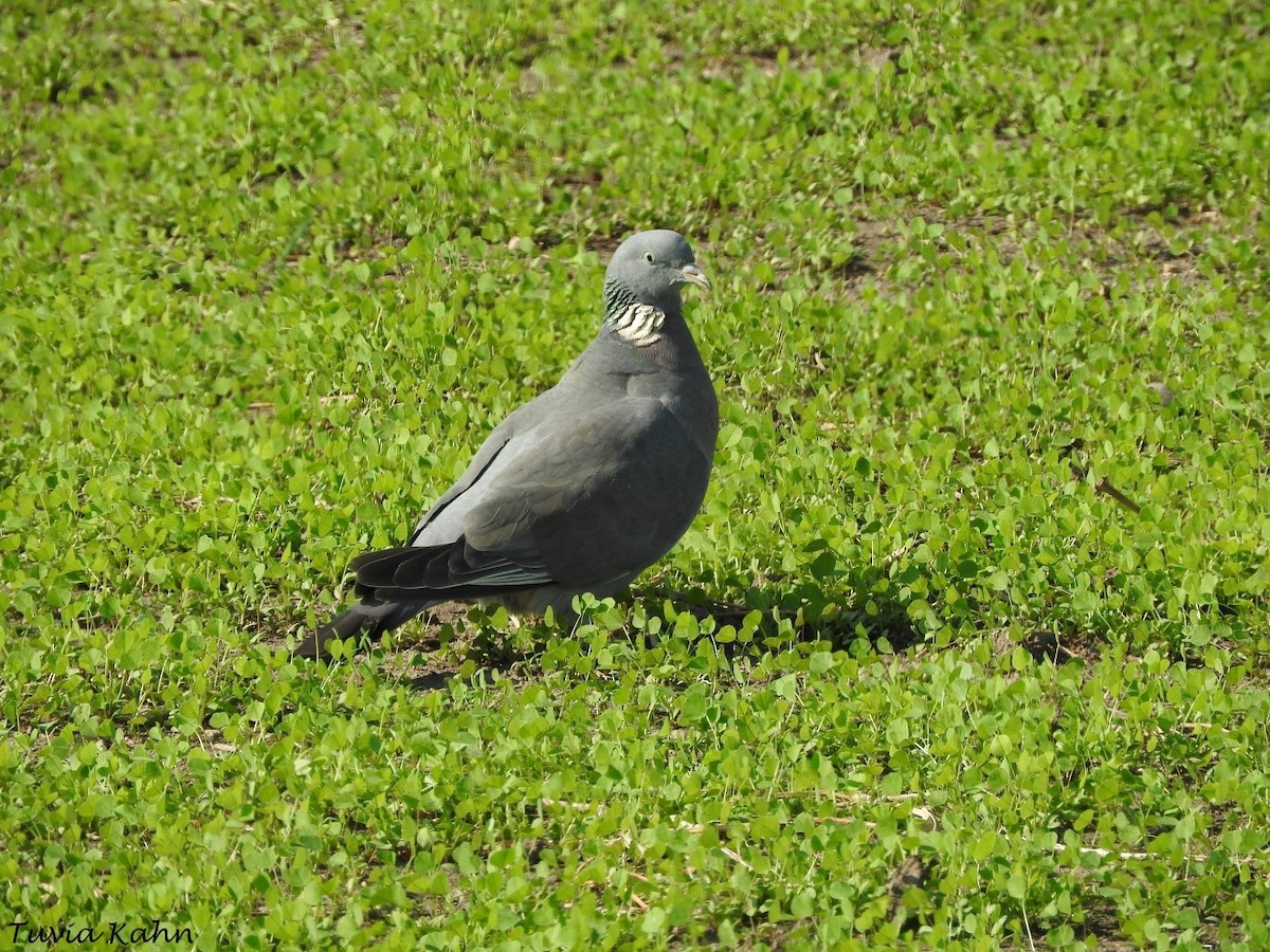 Common Wood-Pigeon - ML608644804