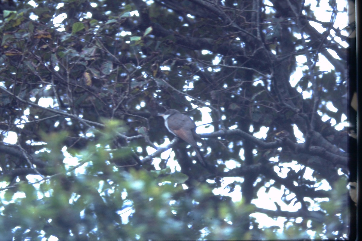 Yellow-billed Cuckoo - Frank Hawkins