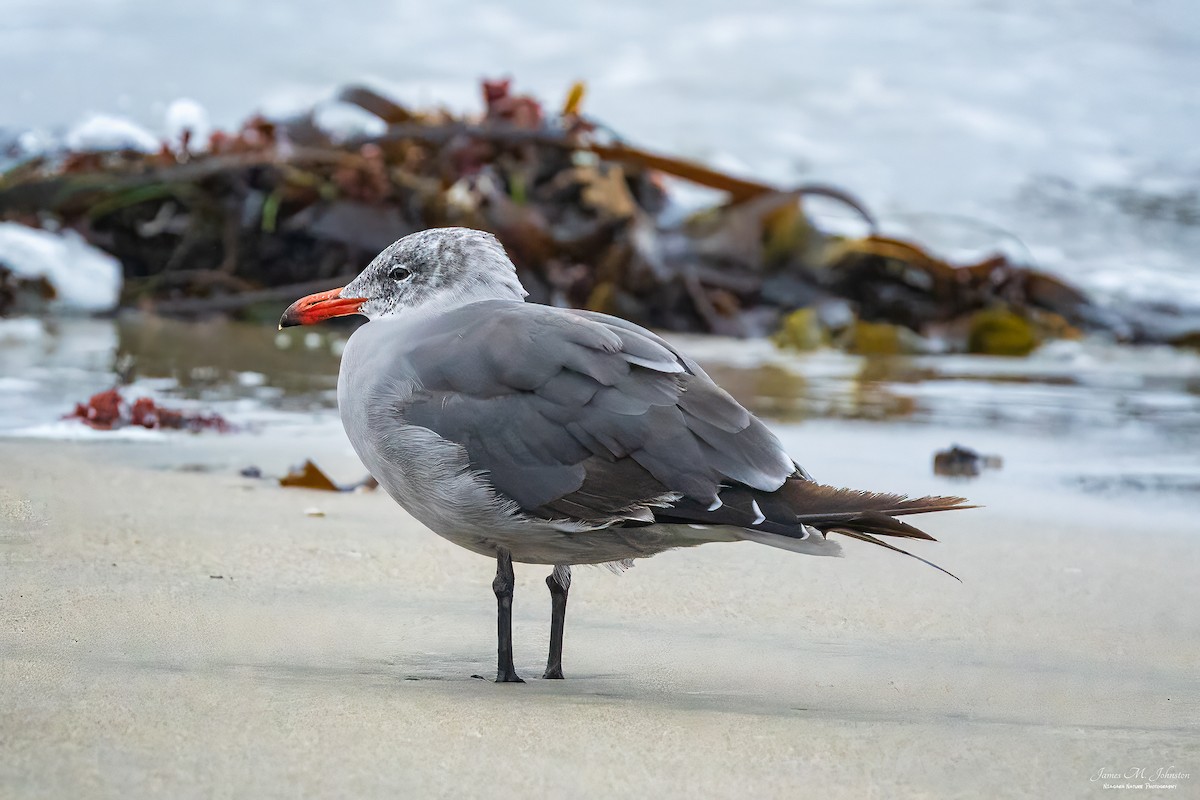 Heermann's Gull - ML608644867