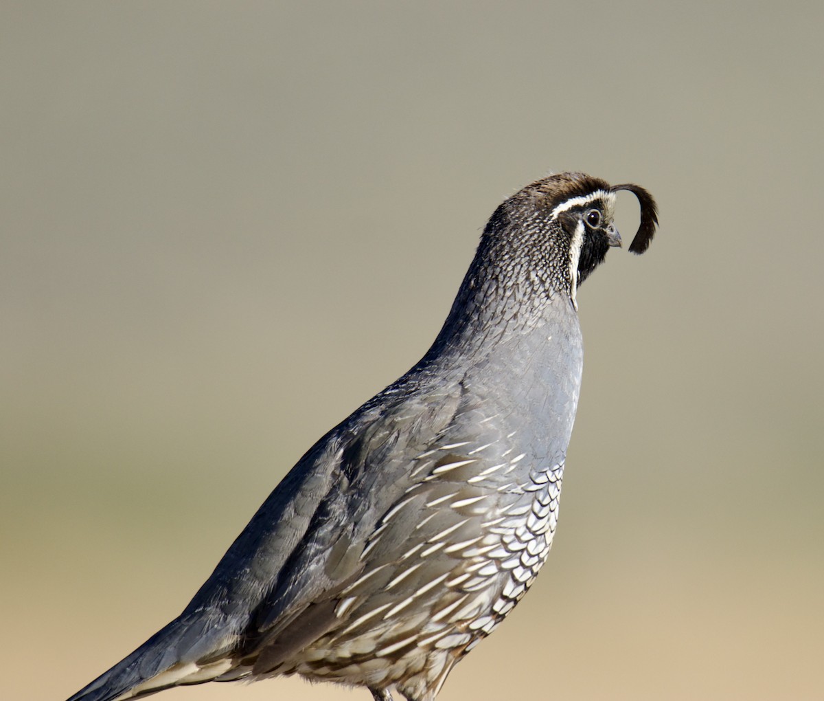 California Quail - Jordan Juzdowski