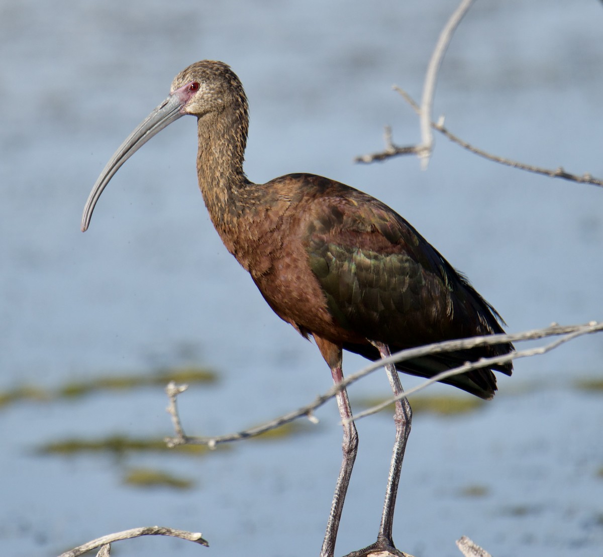 ibis americký - ML608644874