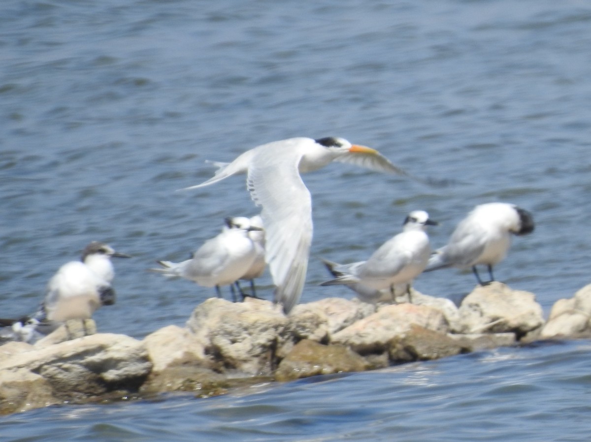 Elegant Tern - David Cristóbal Huertas