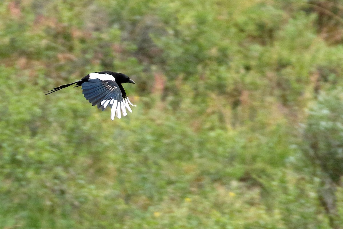 Black-billed Magpie - ML608644964