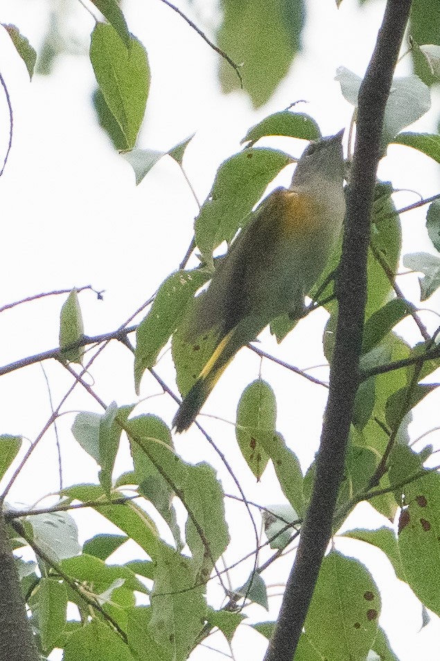 American Redstart - Keith Lea