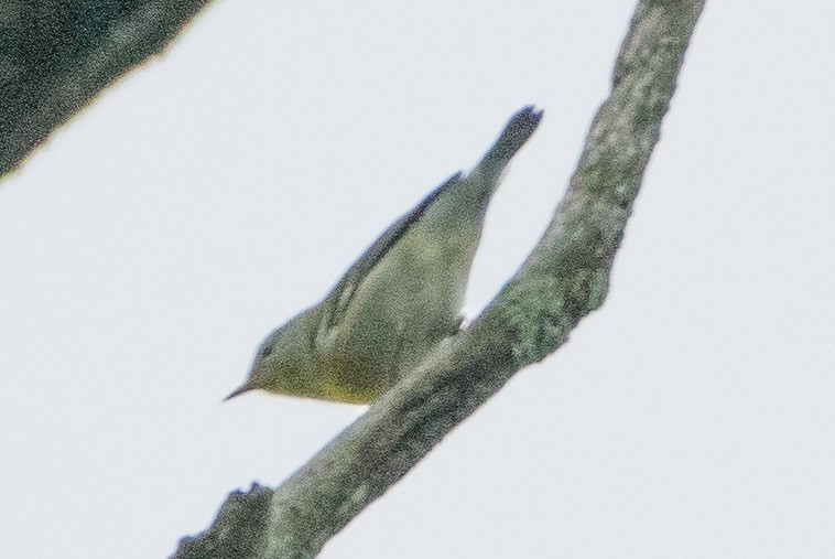 Northern Parula - ML608645011