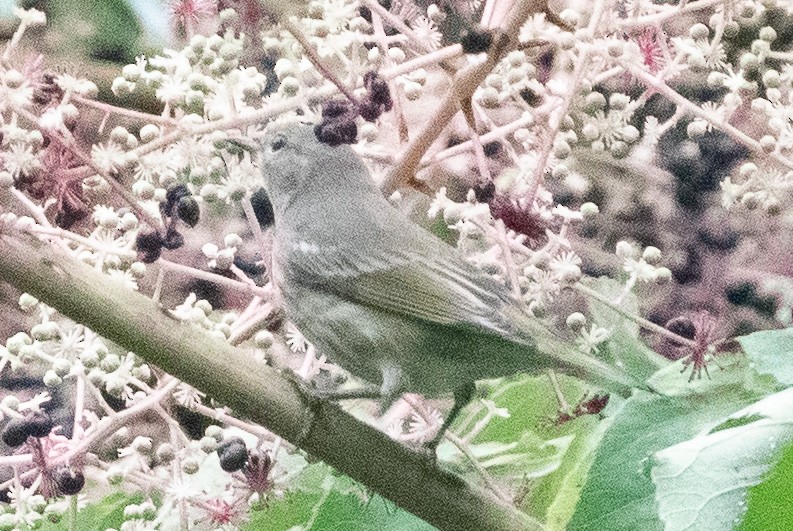 Cape May Warbler - ML608645112