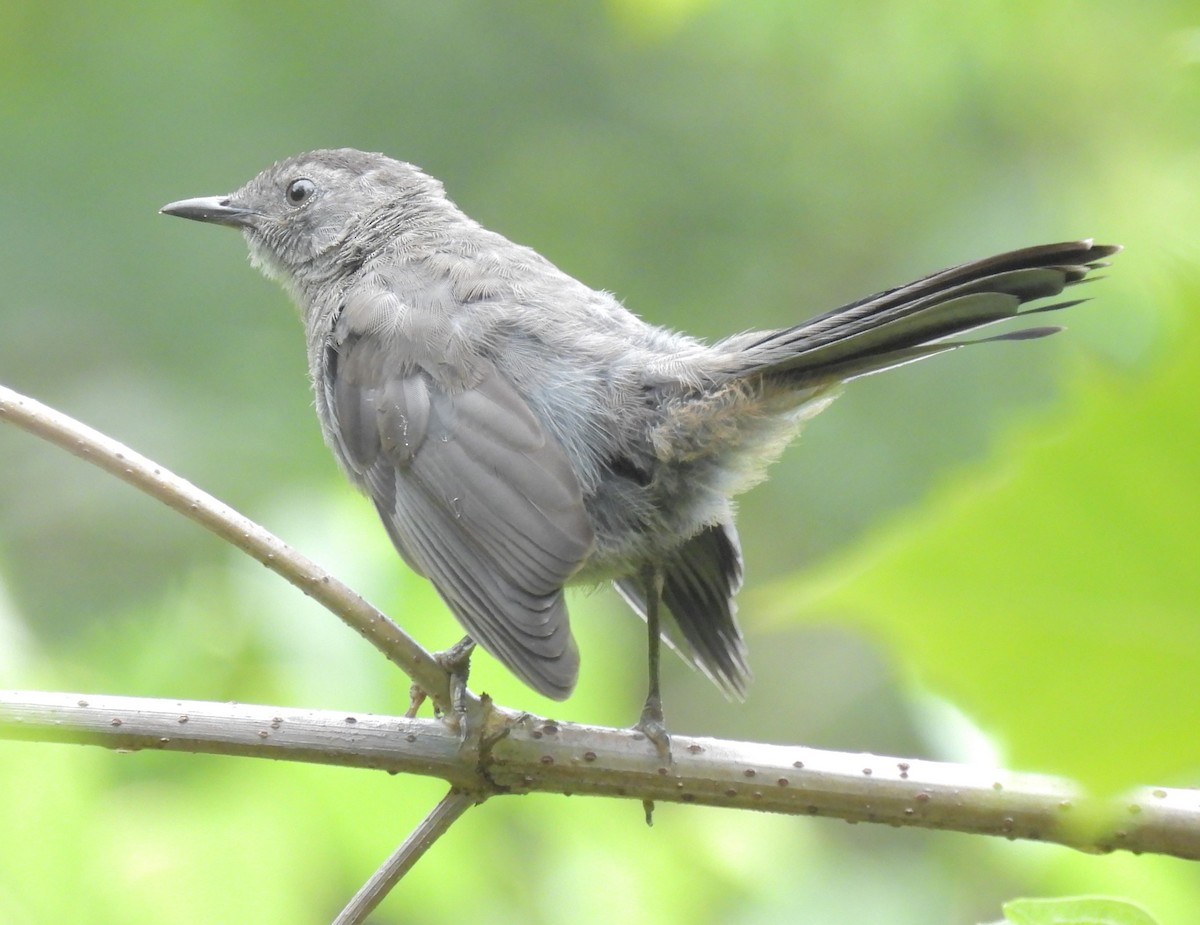 Gray Catbird - ML608645205