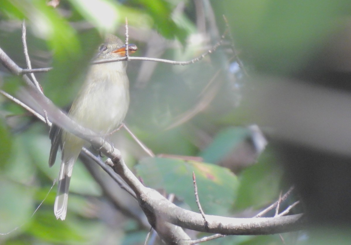 Acadian Flycatcher - ML608645277