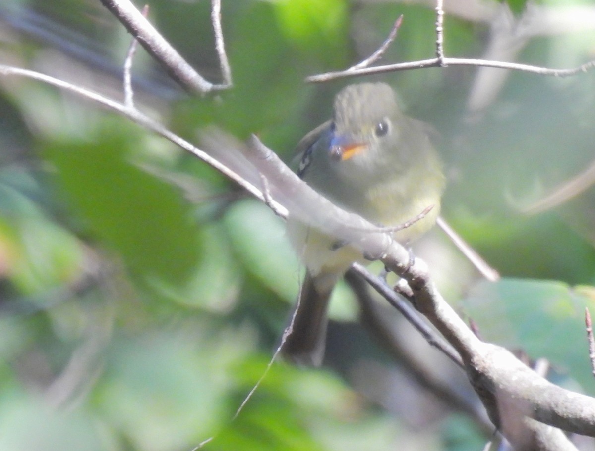 Acadian Flycatcher - ML608645280