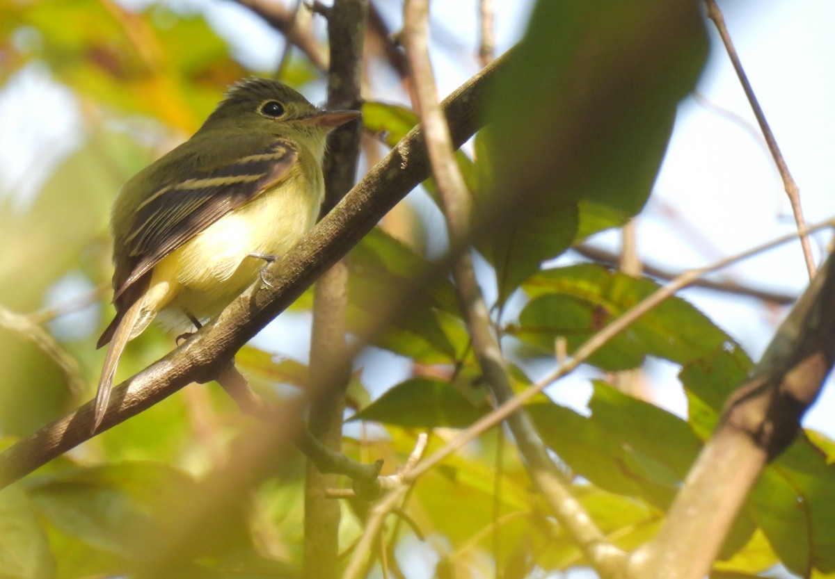 Acadian Flycatcher - ML608645294