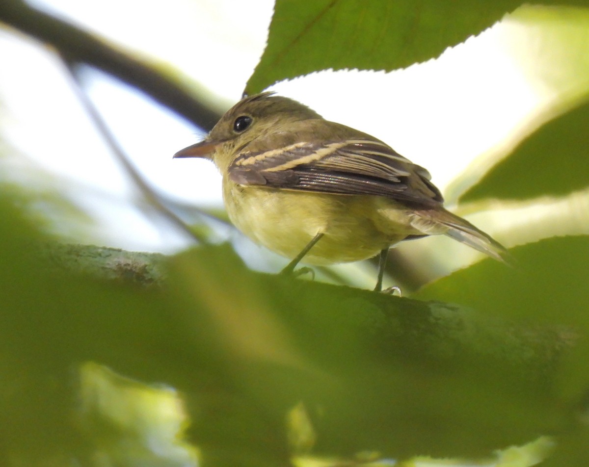 Acadian Flycatcher - Daniel Lane