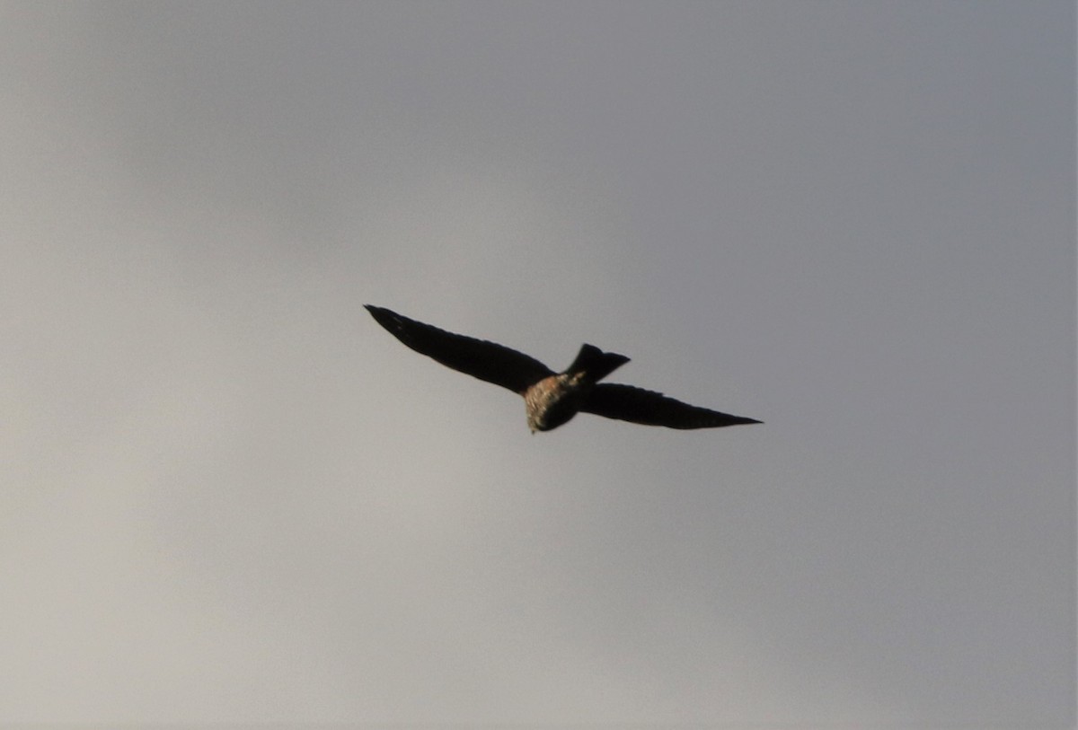 Collared Sparrowhawk - Mike "mlovest" Miller