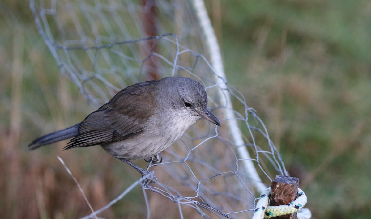 Gray Shrikethrush - ML608645420