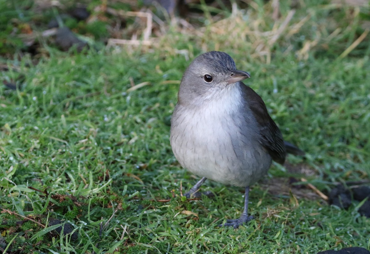 Gray Shrikethrush - ML608645422