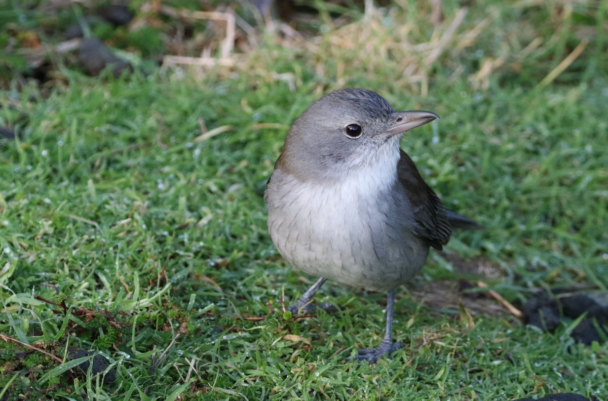 Gray Shrikethrush - ML608645423